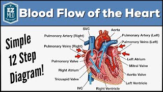 Blood Flow Through the Heart Made Easy  Cardiac Circulation Animation [upl. by Onairot]