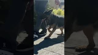 Lurko in public heeling and recalling k9s outdoormall doglife k9protection dogguard workingdog [upl. by Nolram]