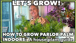 HOW TO GROW PARLOR PALM INDOORS A house plant guide on caring for your parlor palm [upl. by Onileva]