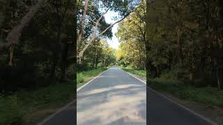 Chilapata Forest junglesafari wildlife greenery longdrive northbengal [upl. by Aneloj]