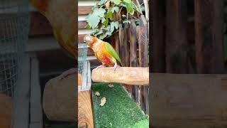 Alexandrine Parakeets Are The Perfect Addition To Any Home Raw Mithu mithu Rawtota Tota [upl. by Jansen]