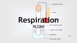 GCSE Biology 21  Respiration [upl. by Nowd696]