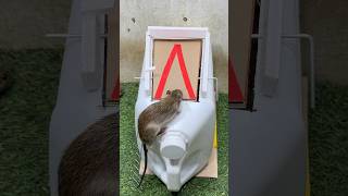 Best mouse trap ideagood rat trap at home rat [upl. by Grethel]