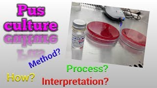 Pus culture test procedure Microbiology [upl. by Ienttirb]