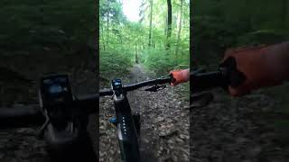 Flow section in the wood🤩🤙 bike enduromtb mtb mountainbike mtblife viral shorts [upl. by Annait656]