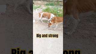 Two stray dogs are so big and strong dogismylife animals dogsworld boxerdog doberman straydogs [upl. by Woodall]