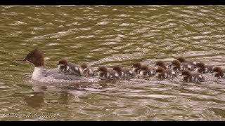 Goosander or Merganser Mergus merganser ♀ with Ducklings 4 [upl. by Nnyleitak27]