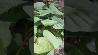 Best tasting Japanese sweet potatoes growing healthy  in a styrofoam box [upl. by Unam843]