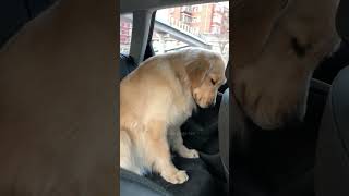 Episode 32  funny dogs 🤣🤣dog dogs funnydogs funnypetsmoments funnyvideo foryou [upl. by Kailey]