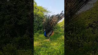 Beautiful peacock saund peacock dance peacock birds nature peacoc peacockdance [upl. by Salena945]