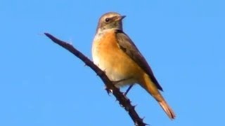 Redstart Female on The Isles of Scilly [upl. by Preuss]