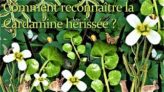 Comment reconnaître la Cardamine hérissée [upl. by Newel]