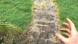 glyphosate vs glufosinate spraying weeds and grass in garden beds [upl. by Aisac]