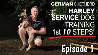 First Ten Steps When Training A Service Dog [upl. by Nnorahs]