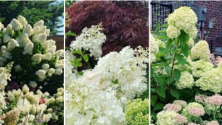 Differences amp similarities between Bobo Hydrangea vs Little Lime Hydrangea vs Limelight Hydrangea [upl. by Atinihs738]