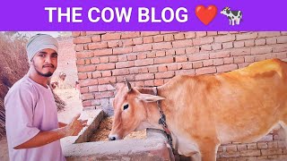 The Cow Blog ❤️🐄 [upl. by Trilbi]