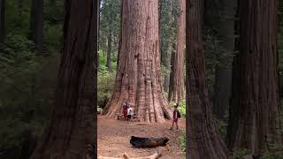 The Hyperion  The Tallest tree in the world  سب سے لمبا درخت [upl. by Eiluj]