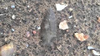 Central Texas Arrowheads June 2015 [upl. by Anait]