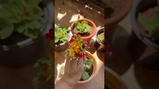 How to get more flowers in Kalanchoe 🌷🌿 plantstoriesbypoojaaparajita kalanchoeplant kalanchoes [upl. by Salakcin]