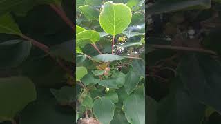 Smooth Hairless Sweet Mini Kiwi Actinidia Arguta kiwi fruits [upl. by Selassie]