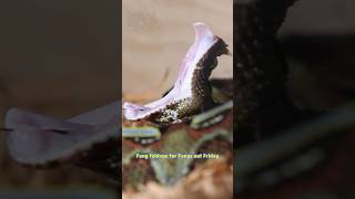 Rhino Viper MASSIVE Fang Stretch [upl. by Chastity]