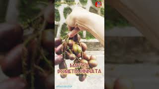 MATOA Foyuu nature flora fruit buah shorts shortvideo short viralvideo shortsvideo fyp [upl. by Heddi697]