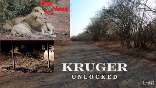 Lion News amp Weekly Updates Pride of Lions Escapes KNP amp Blondie Found with Younger Vurhami Males [upl. by Ayaj]