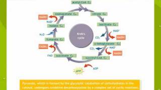 Respiration In Plants [upl. by Trudey354]