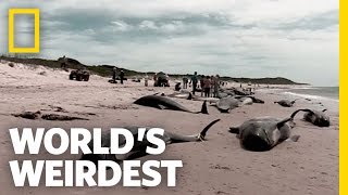 Beached Whales  Worlds Weirdest [upl. by Leirbma400]