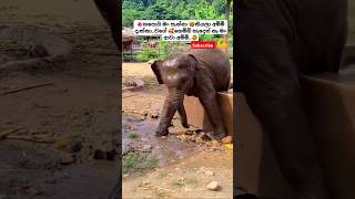 Rosa Batiththi Mangala Denex ytshorts short trending Song Tiktok shortvideo Elephant 🥰 [upl. by Yznel274]