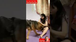 Dog know where is smell funny funnyanimal funnydog shots ytshorts videoshort animal [upl. by Ebehp]