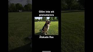 Glöm inte att prenumerera och lika skriv frågor om ni har några fina underbara Rex alltid lek glad❤️ [upl. by Niarfe]