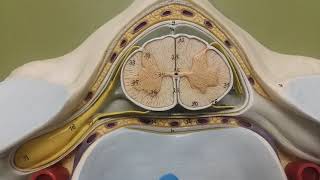 Spinal Column Model Brief Explanation [upl. by Isyak]