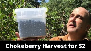 Chokeberry Aronia harvest – grow a superfruit for 2plant and requires little water [upl. by Niwre]