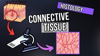 Connective Tissue Under the Microscope Development and Structure [upl. by Uni863]