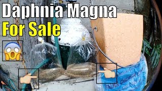 Live daphnia magna for sale starter culture [upl. by Aholla]