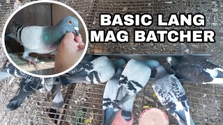 TIPS PARA BATCHER AGAD KALAPATI MO  MABILIS NA PAGSANAY SA YOUNG BIRD [upl. by Mcnalley]