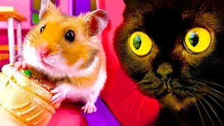 Funny video Little Hamster vs Big Black Cat  The Great Escape [upl. by Wylde]