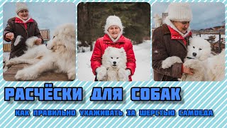 Расчёски для собак Как ухаживать за шерстью самоеда [upl. by Cally796]