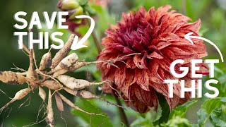 How I overwinter dahlias [upl. by Alysa]