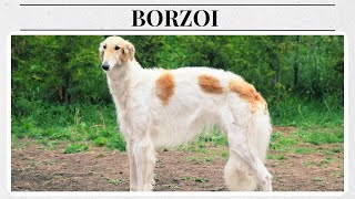 Meet the Majestic Borzoi The Elegant Russian Wolfhound [upl. by Neill]