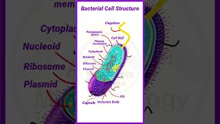 Bacterial cell structure  shortsfeed shortvideo [upl. by Leahcimed]