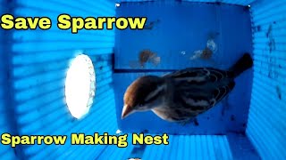 Sparrow bird making its nest How do birds build nests Amazing sparrowbird nesting [upl. by Terrell430]