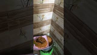 Nigeria jollof rice jollofrice viralviralvideo [upl. by Otrebogad]