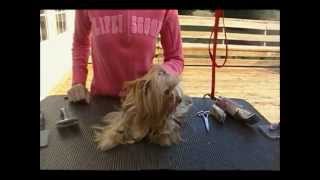 Grooming a Yorkie in a Long Coat [upl. by Anawak]