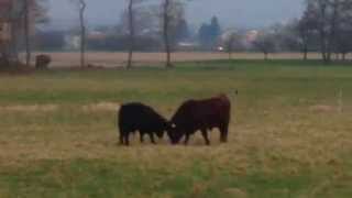 Stierkampf  Junge Stiere messen ihre Kräfte  bullfight in Germany [upl. by Keraj441]