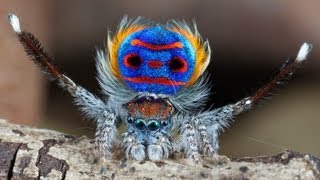 Peacock Spider 7 Maratus speciosus [upl. by Amaris]