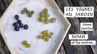 Encore une vigne interdite  Noah  Mes variétés de vignes  3ème partie [upl. by Little]