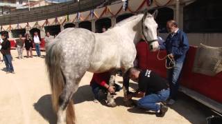 FERIA ALÈS 2015  Atelier dinitiation à la tauromachie [upl. by Eibber616]