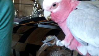 Galah Training  Kisses Wave Talking Spin [upl. by Cohberg]